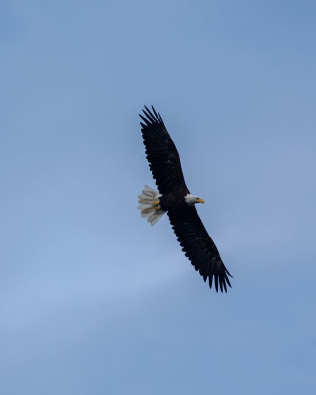 Bald Eagle