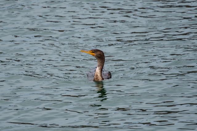 Double-crested Cormorant