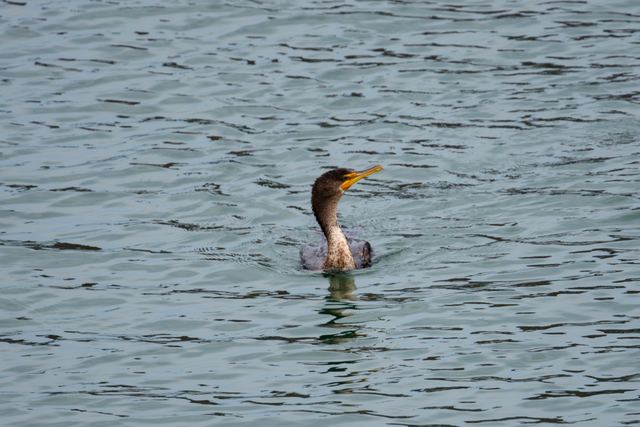 Double-crested Cormorant