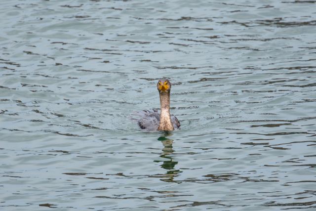 Double-crested Cormorant