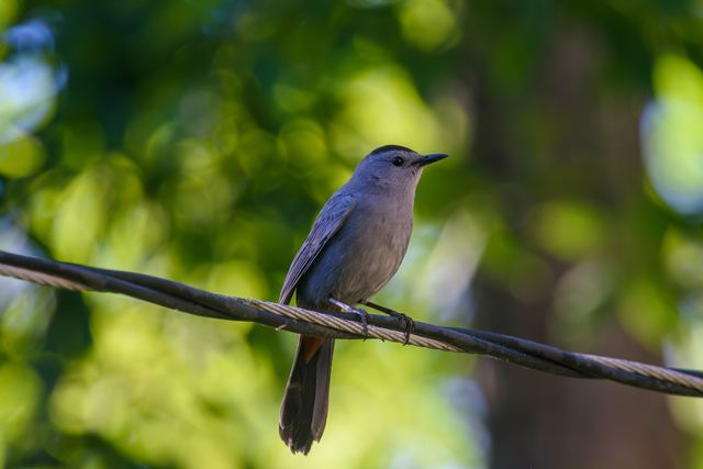 Gray Catbird