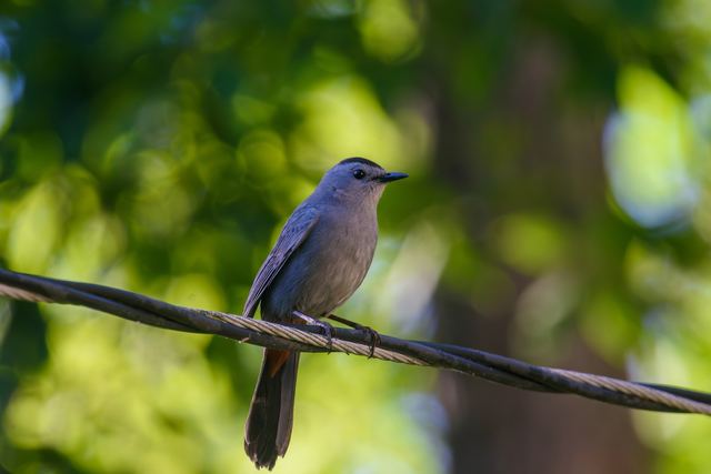 Gray Catbird