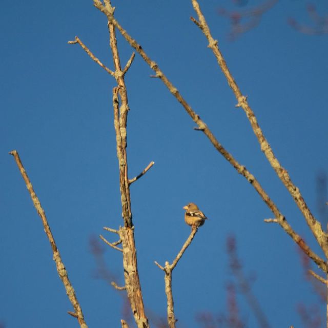 Evening Grosbeak
