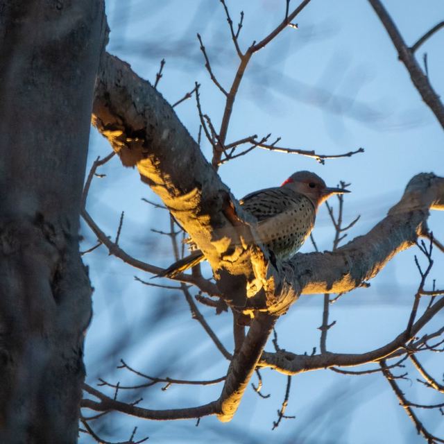 Northern Flicker