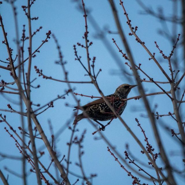 European Starling