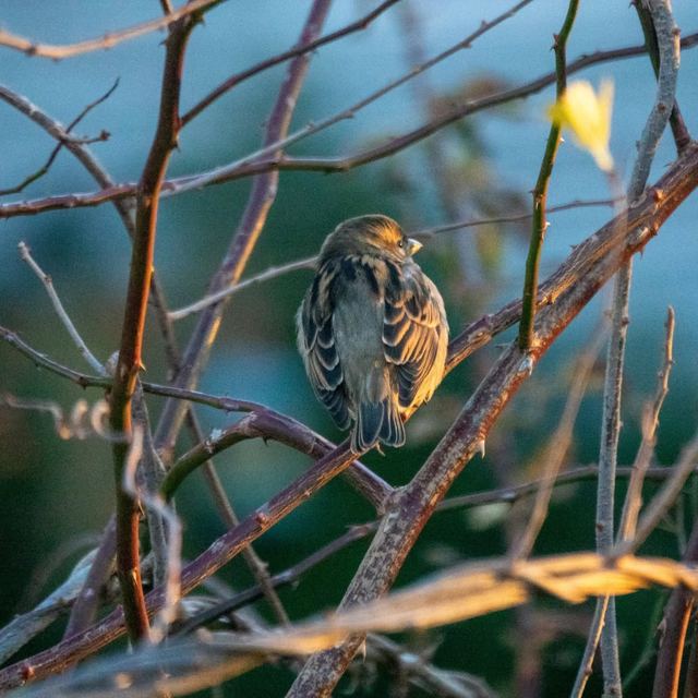 House Sparrow