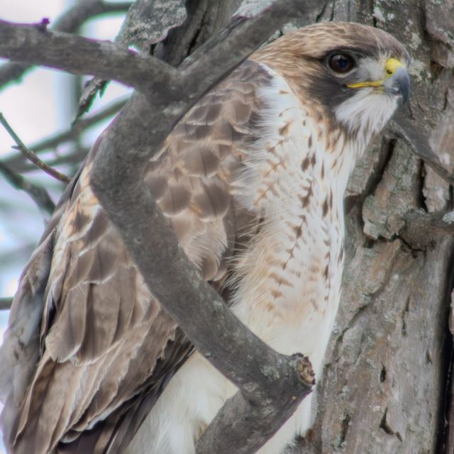 Red-tailed Hawk