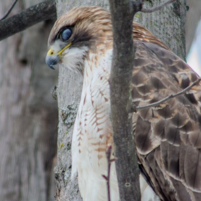 Red-tailed Hawk