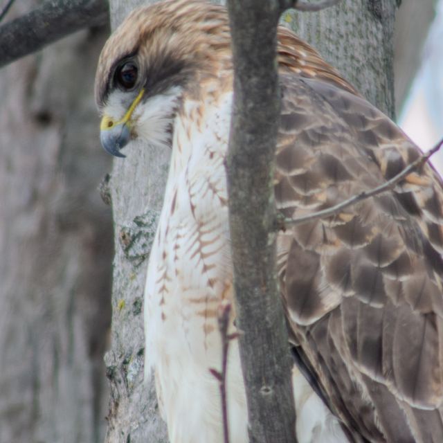 Red-tailed Hawk