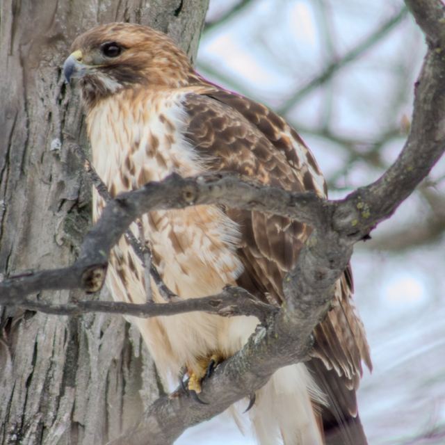 Red-tailed Hawk