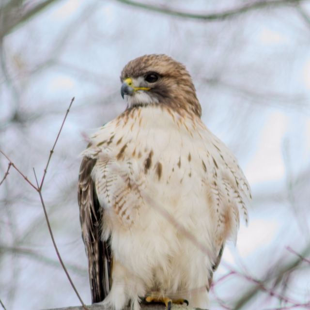 Red-tailed Hawk