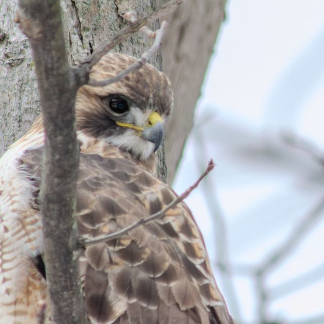 Red-tailed Hawk