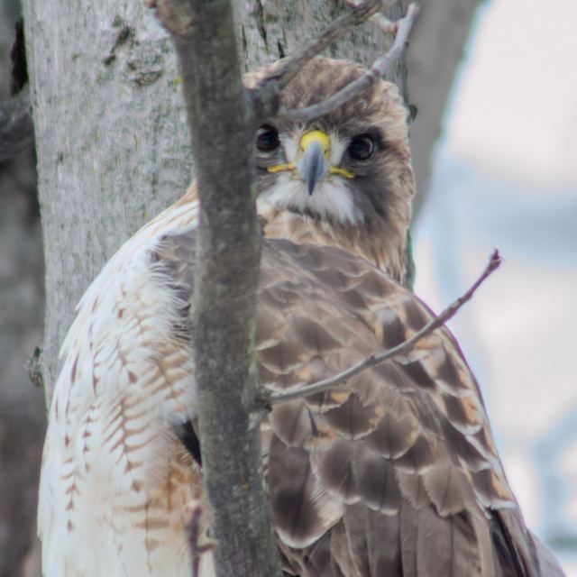 Red-tailed Hawk