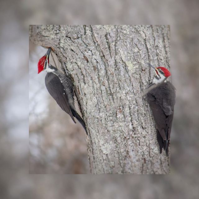 Pileated Woodpecker