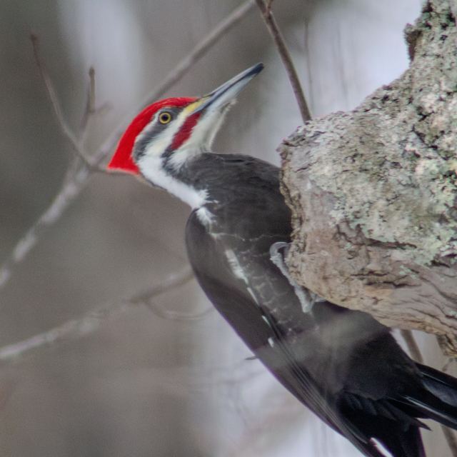 Pileated Woodpecker