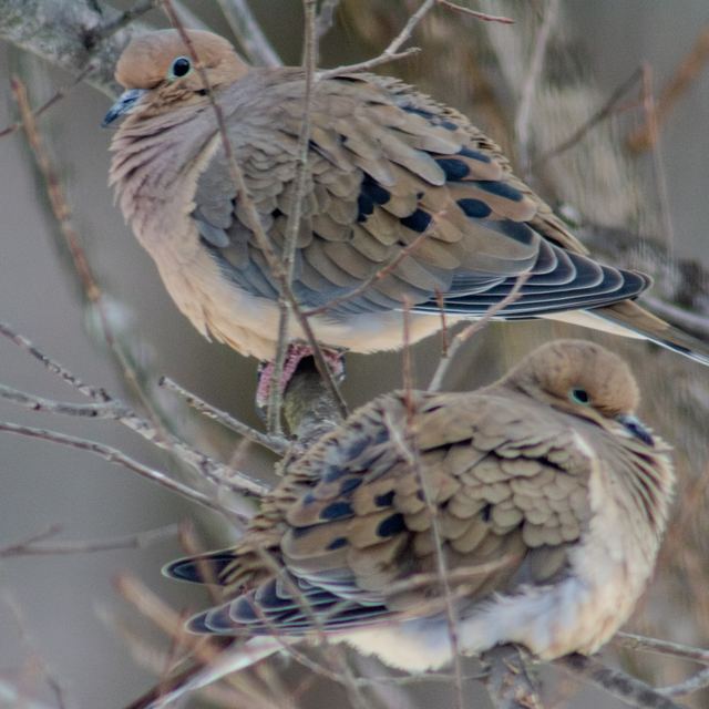 Mourning Dove