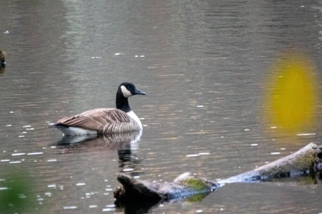 Canada Goose