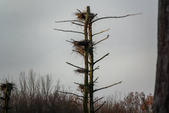 Downy Woodpecker