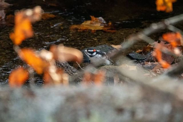 Downy Woodpecker