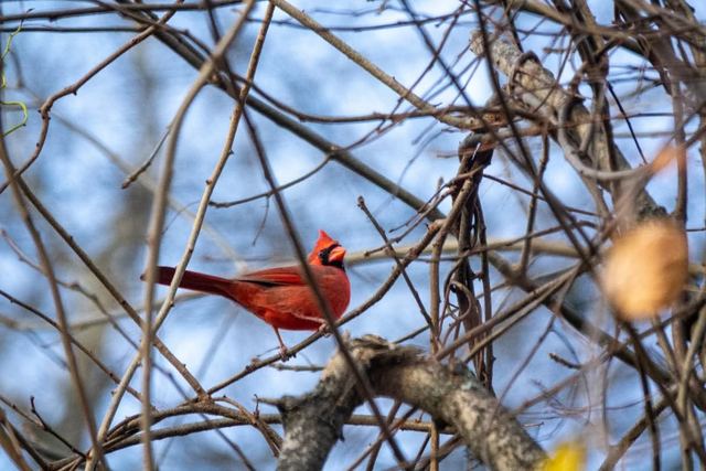 Northern Cardinal