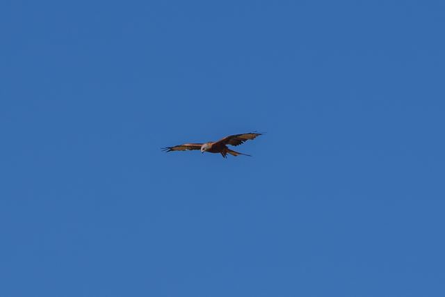 Red Kite