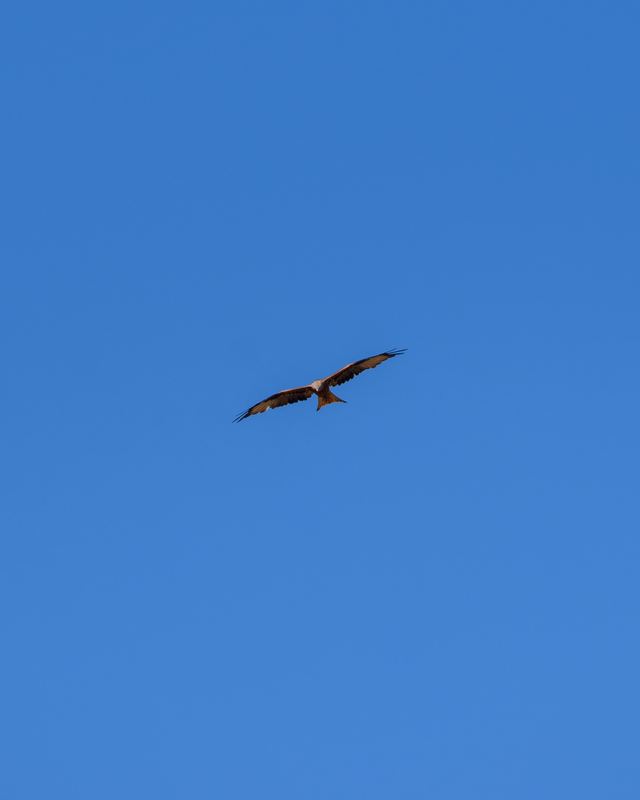 Red Kite