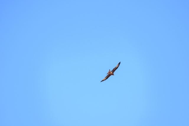 Red Kite