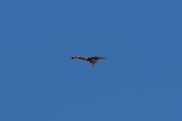 Red Kite