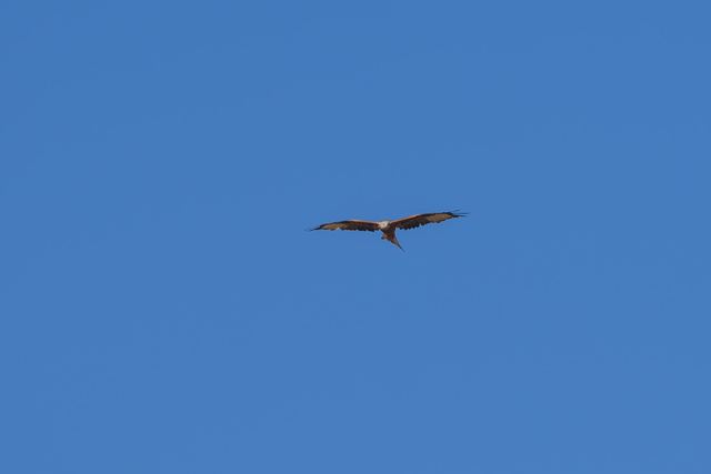 Red Kite