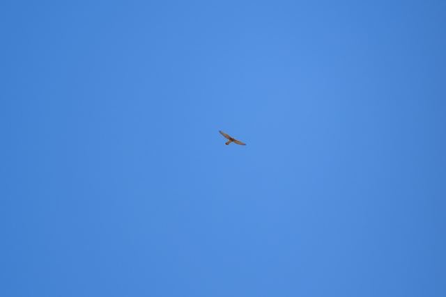 Common Kestrel