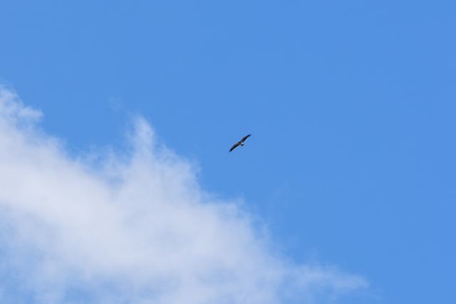 Booted Eagle