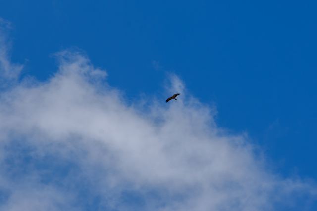 Booted Eagle