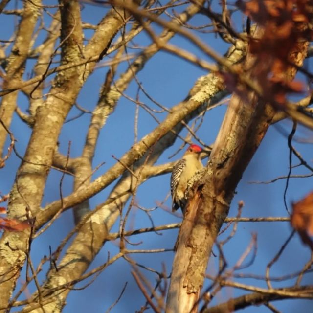 Red-bellied Woodpecker