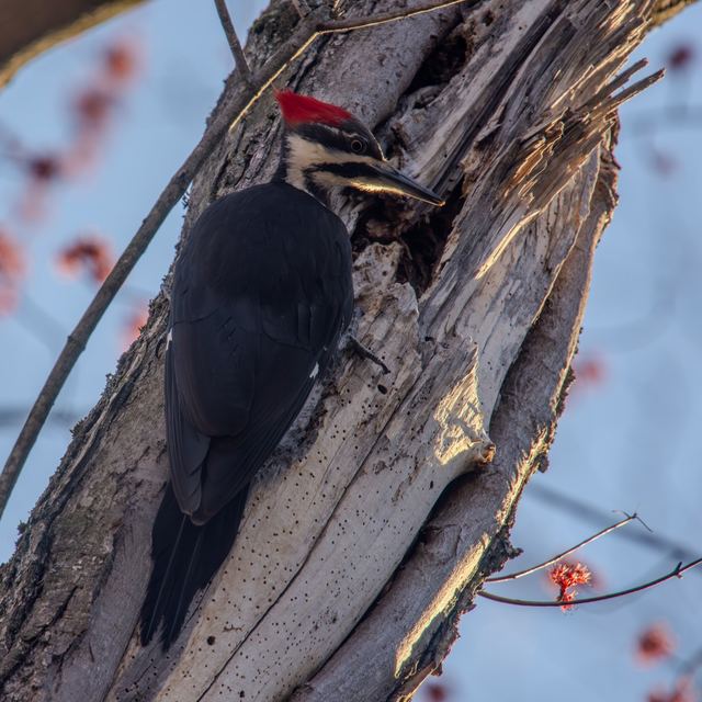 Pileated Woodpecker