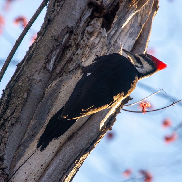 Pileated Woodpecker