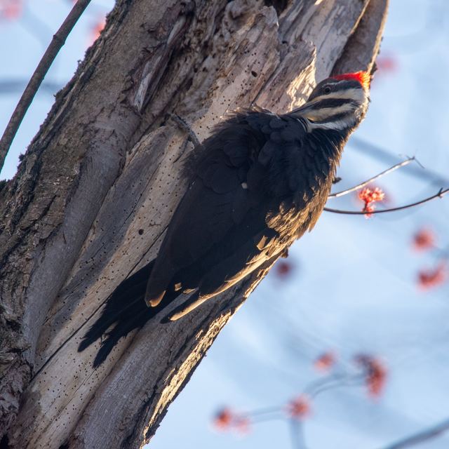 Pileated Woodpecker