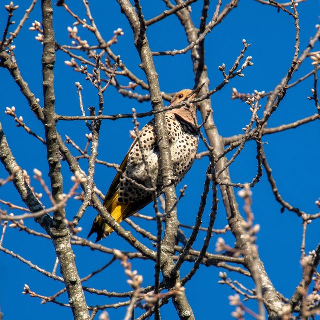 Northern Flicker