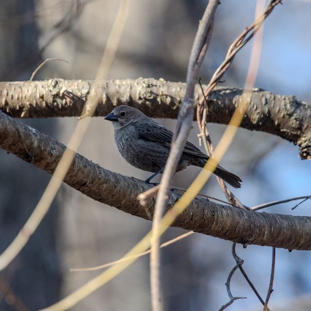 Brown-headed Cowbird