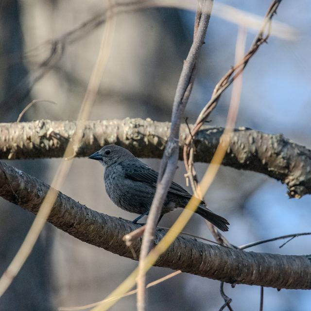 Brown-headed Cowbird