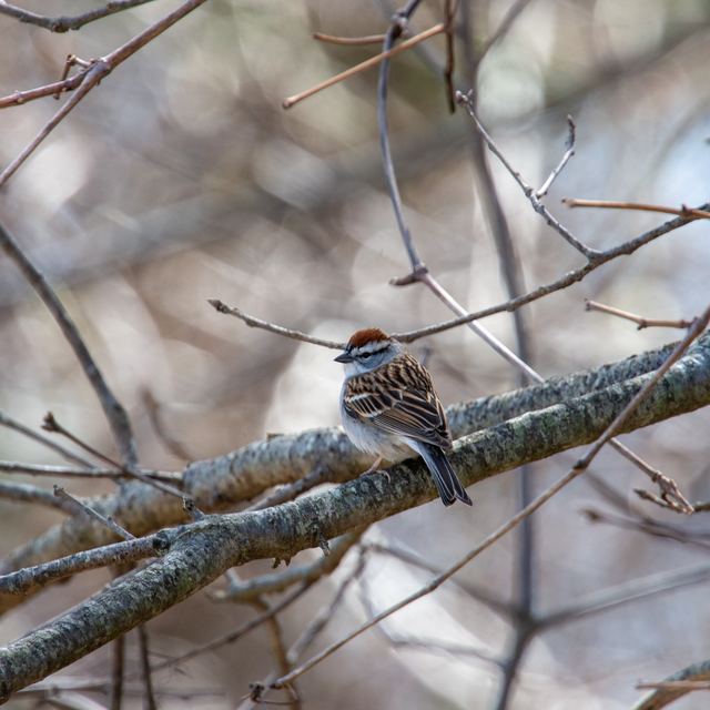 Chipping Sparrow