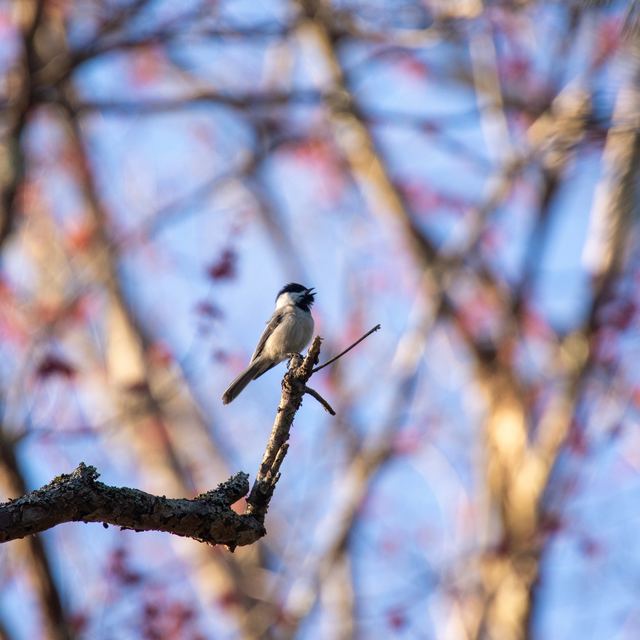 Black-capped Chickadee