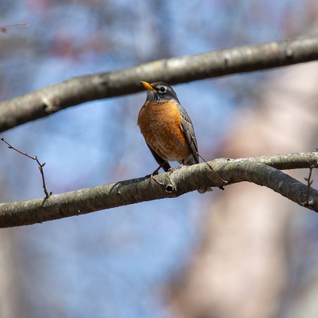 American Robin