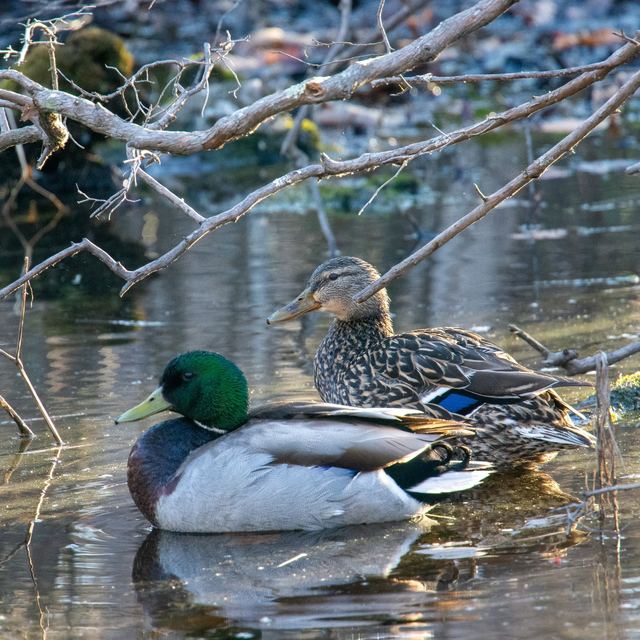 Mallard