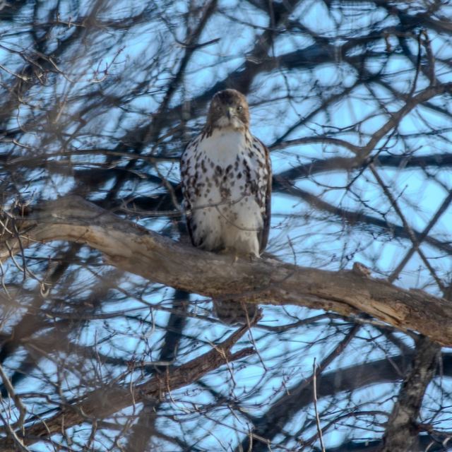 Cooper's Hawk
