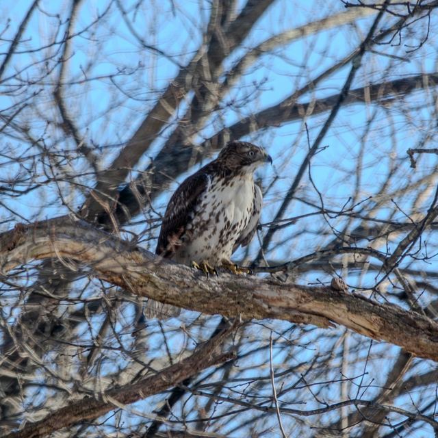 Cooper's Hawk