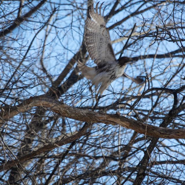 Cooper's Hawk