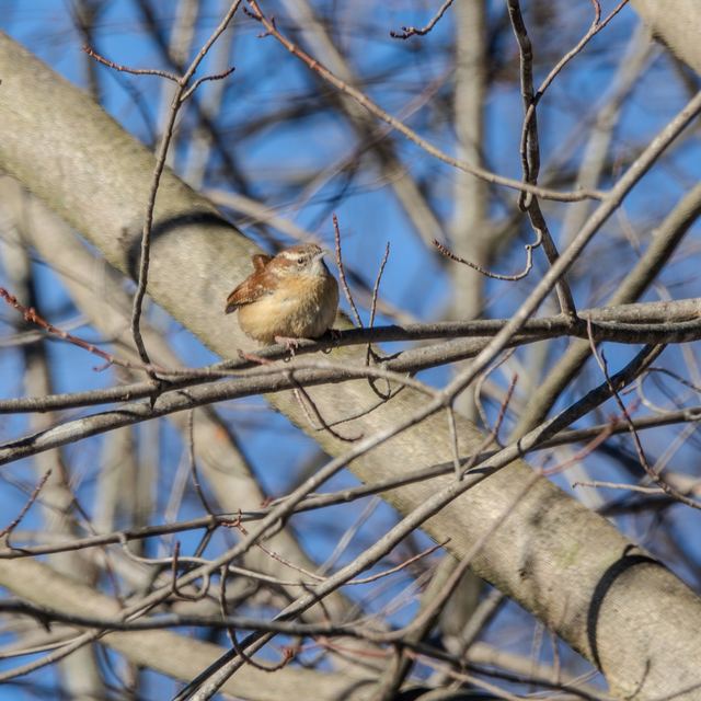 Carolina Wren