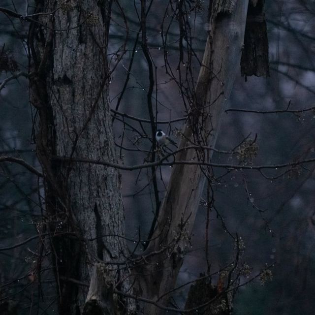 Black-capped Chickadee