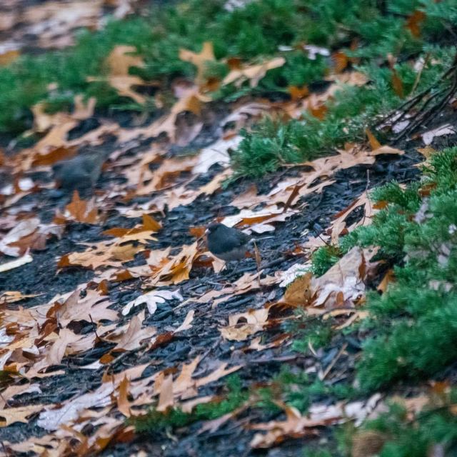 Dark-eyed Junco