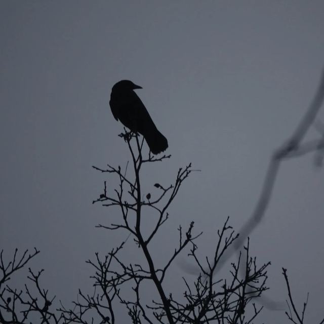 American Crow